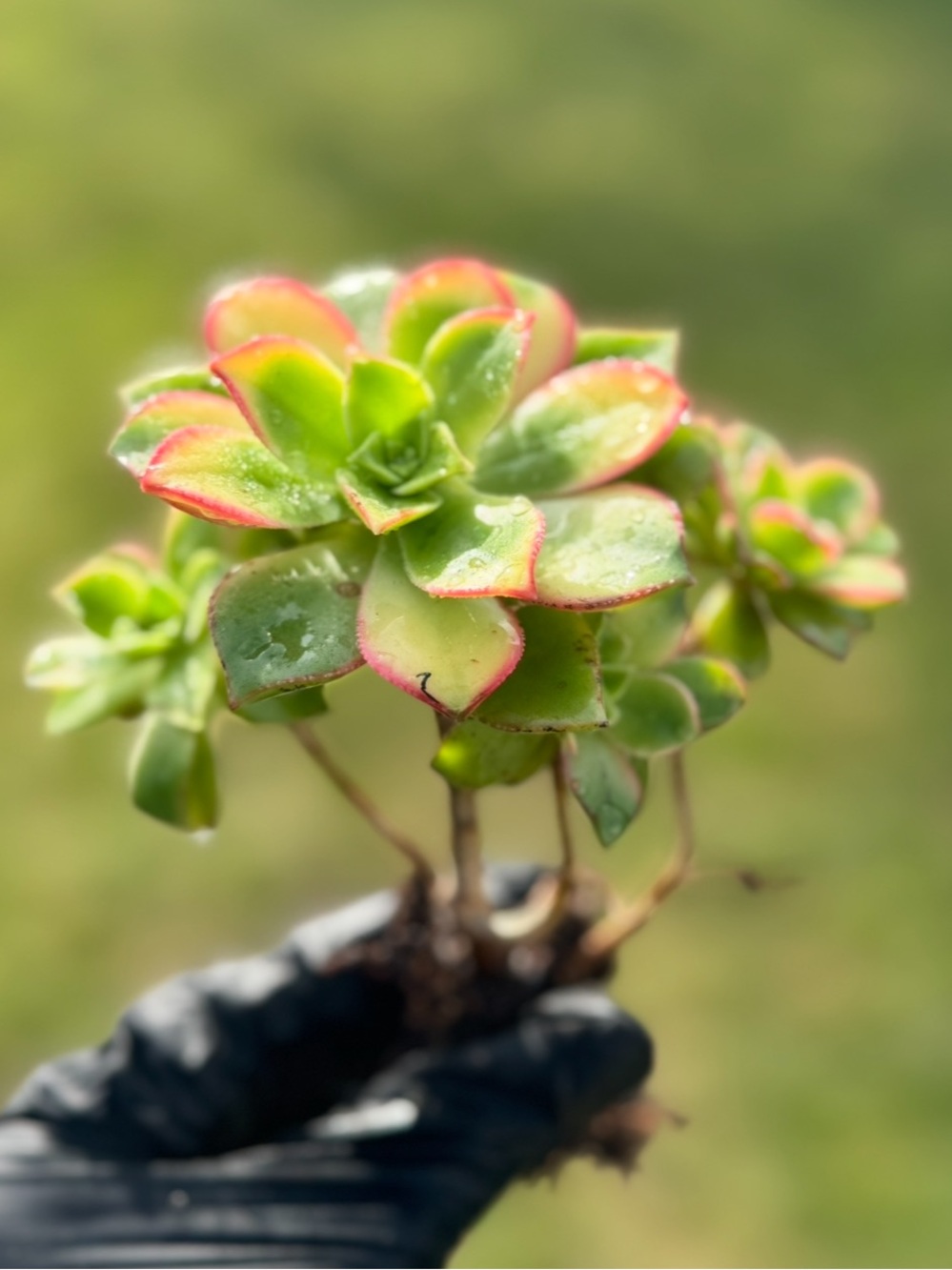 Aeonium "Kiwi"  Succulent Plant - Picture 12 of 17